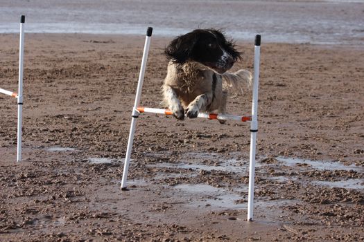 a working type english springer spaniel pet gundog doing agility jumps on a sandy beach