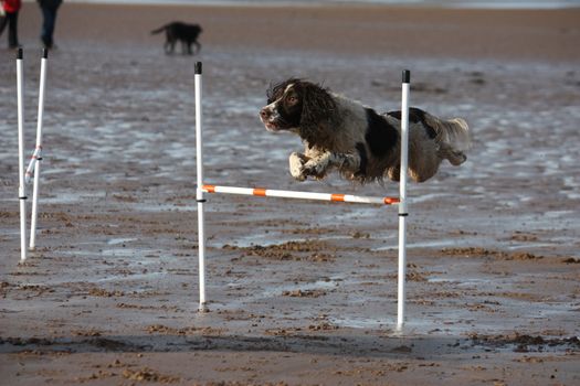a working type english springer spaniel pet gundog doing agility jumps on a sandy beach