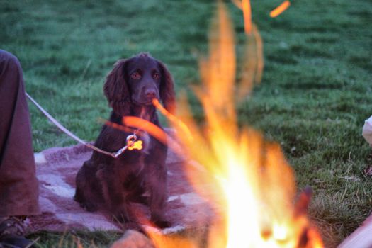 a small brown working type cocker spaniel sat in front of a fire