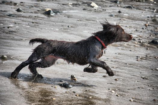 very cute young liver working type cocker spaniel puppy running on a sandy beach