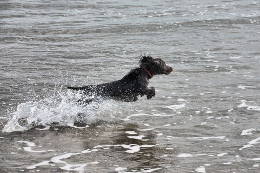 a wet young brown working type cocker spaniel puppy leaping into the sea