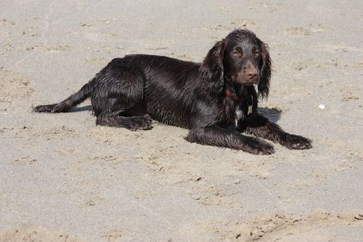 a brown working type cocker spaniel puppy lying on a sandy beach