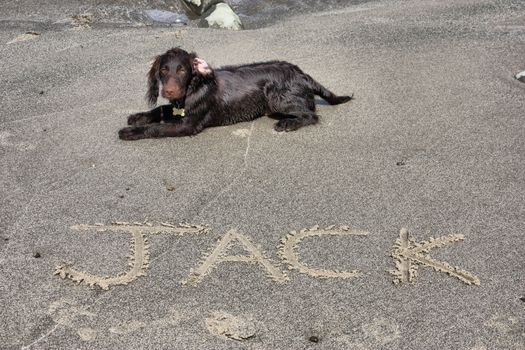 a brown working type cocker spaniel puppy lying on a sandy beach