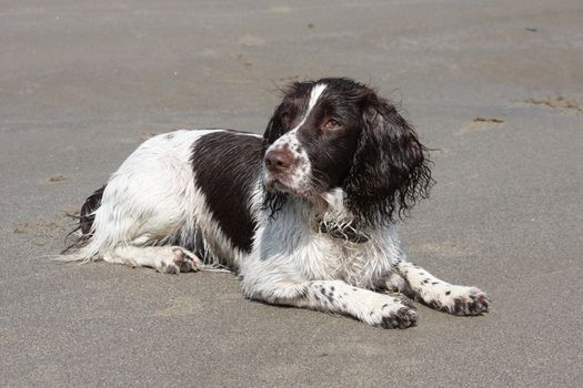 liver and white working type english springer spaniel lying on a sandy beach