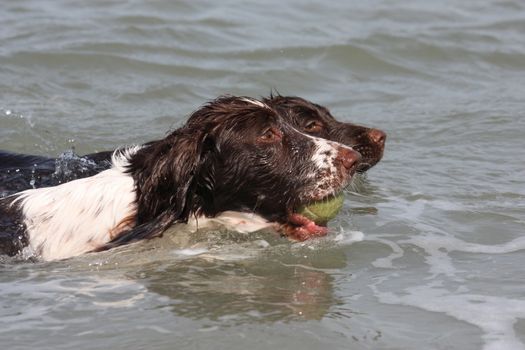 working type english springer and cocker spaniels swimming in the sea