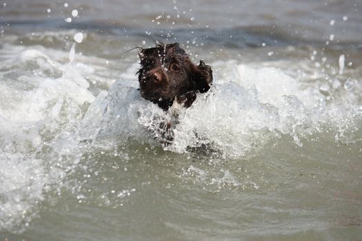 a wet young brown working type cocker spaniel puppy leaping into the sea