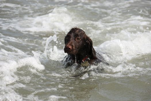 a wet young brown working type cocker spaniel puppy leaping into the sea