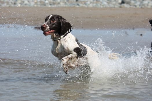 liver and white working type english springer spaniel pet gundog leaping into the sea