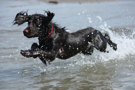 a wet young brown working type cocker spaniel puppy leaping into the sea