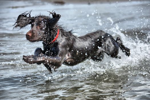 a wet young brown working type cocker spaniel puppy leaping into the sea