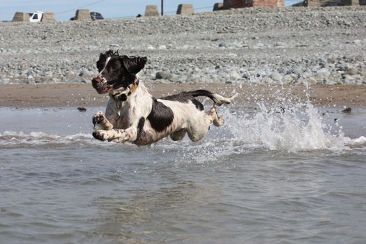 liver and white working type english springer spaniel pet gundog leaping into the sea