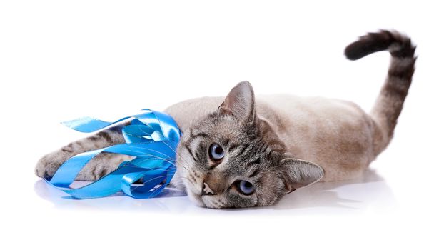 Striped blue-eyed cat with a tapes. Cat with a bow. Portrait of a striped blue-eyed cat. Striped cat. Striped not purebred kitten. Small predator. Small cat.