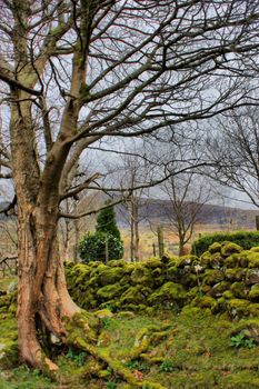 tree in front of a moss covered stone wall