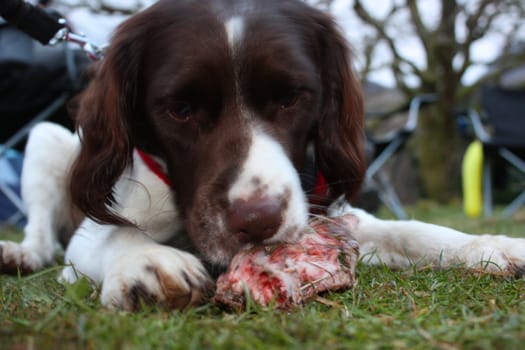 working type english springer spaniel pet gundog eating raw food