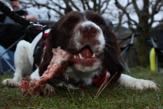 working type english springer spaniel pet gundog eating raw food