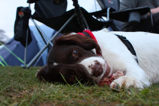 working type english springer spaniel pet gundog eating raw food