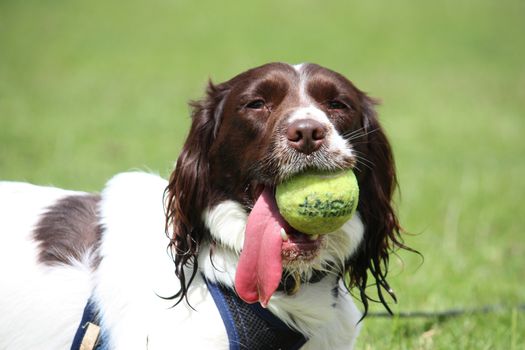 a working type english springer spaniel pet gundog with a yellow tennis ball