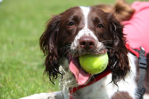 a working type english springer spaniel pet gundog with a yellow tennis ball