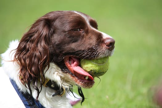 a working type english springer spaniel pet gundog with a yellow tennis ball