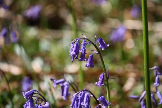 a bluebell plant