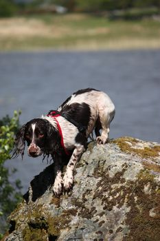 working type liver and white english springer spaniel pet gundog