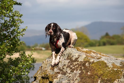 a very cute liver and white working type english springer spaniel pet gundog posing on a rock