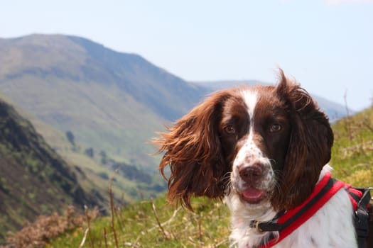 working type liver and white english springer spaniel pet gundog