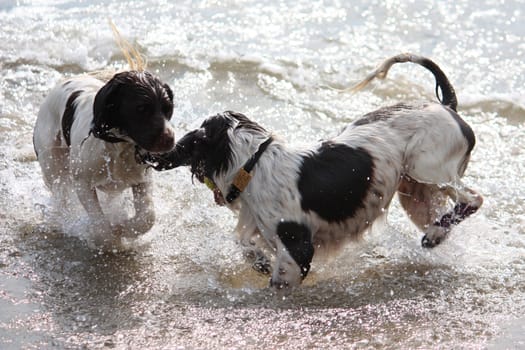 working type liver and white english springer spaniel pet gundog