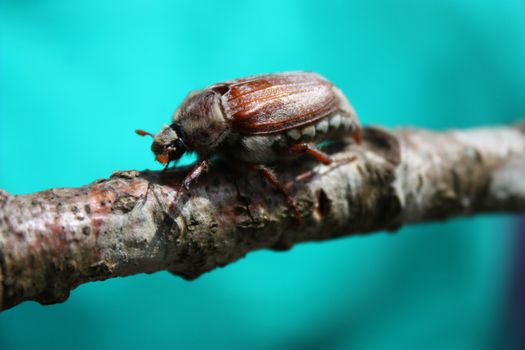 A magnificent cockchafer insect beetle