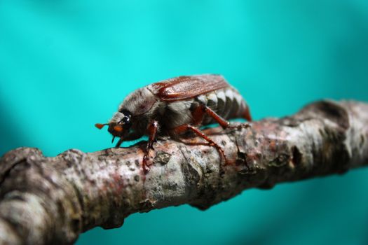 A magnificent cockchafer insect beetle