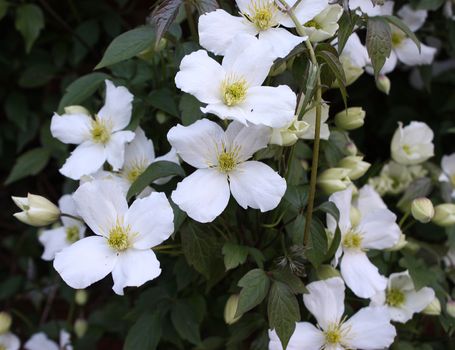 Beautiful white flowers