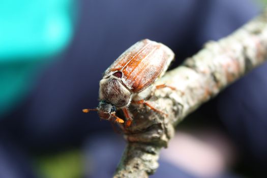 A magnificent cockchafer insect beetle