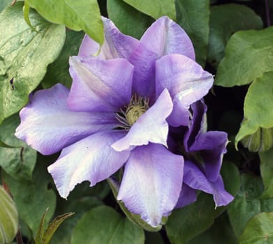 beautiful blue purple flowers