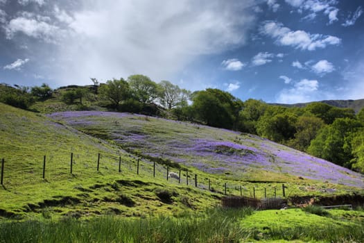 bluebell plants covering a field