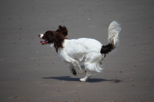 Working type english springer spaniel pet gundog running on a sandy beach;