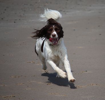 Working type english springer spaniel pet gundog running on a sandy beach;