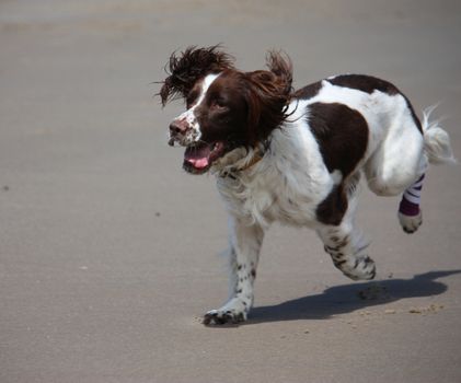 Working type english springer spaniel pet gundog running on a sandy beach;