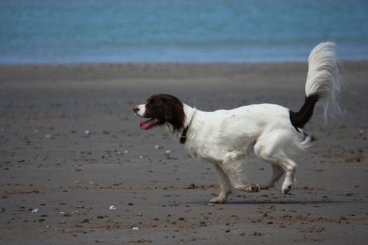 Working type english springer spaniel pet gundog running on a sandy beach;