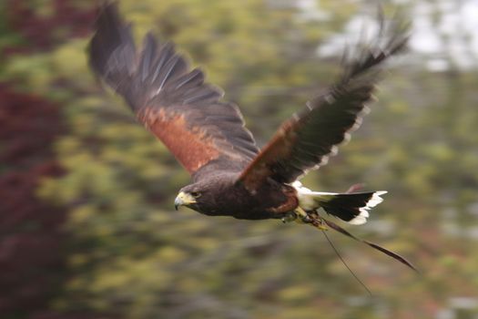 Fantastic brown hawk raptor