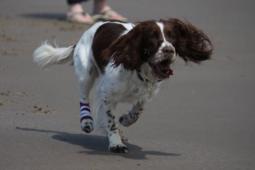 Working type english springer spaniel pet gundog running on a sandy beach;