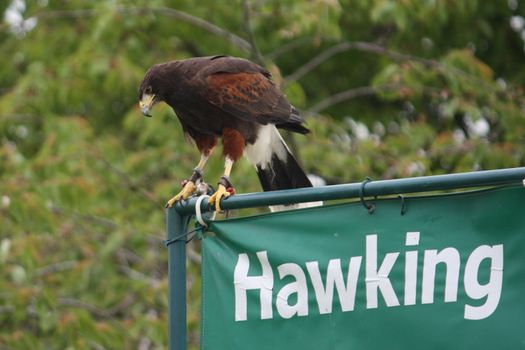 Fantastic brown hawk raptor