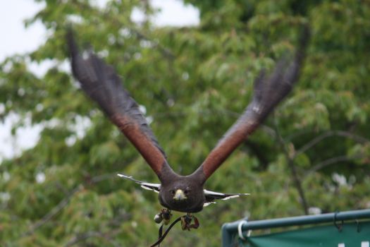 Fantastic brown hawk raptor