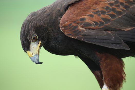 Fantastic brown hawk raptor