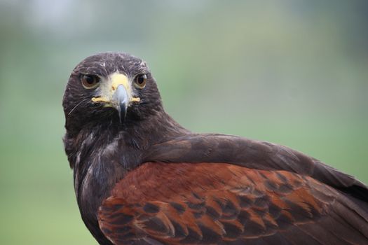 Fantastic brown hawk raptor