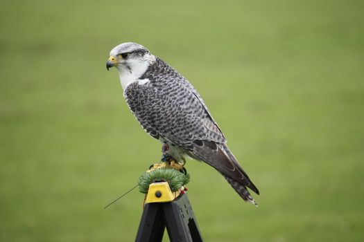 beautiful white arctic hawk