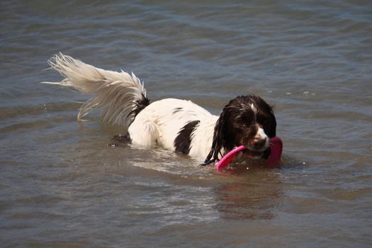 cute working type english springer spaniel playing in the sea