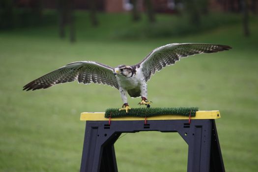 A beautiful white arctic hawk raptor bird