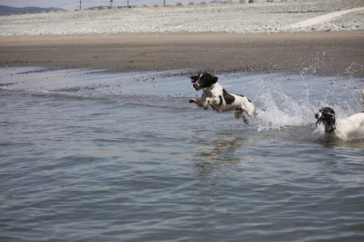 working type engish springer spaniel pet gundog jumping on a sandy beach