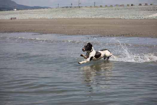 working type engish springer spaniel pet gundog jumping on a sandy beach