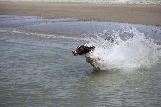 working type engish springer spaniel pet gundog jumping on a sandy beach